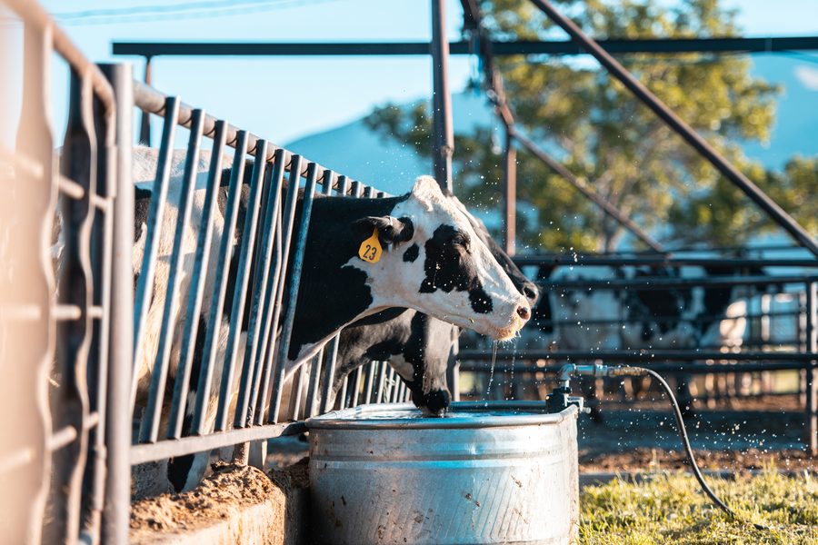 Dairy cow drinking clean water on a farm